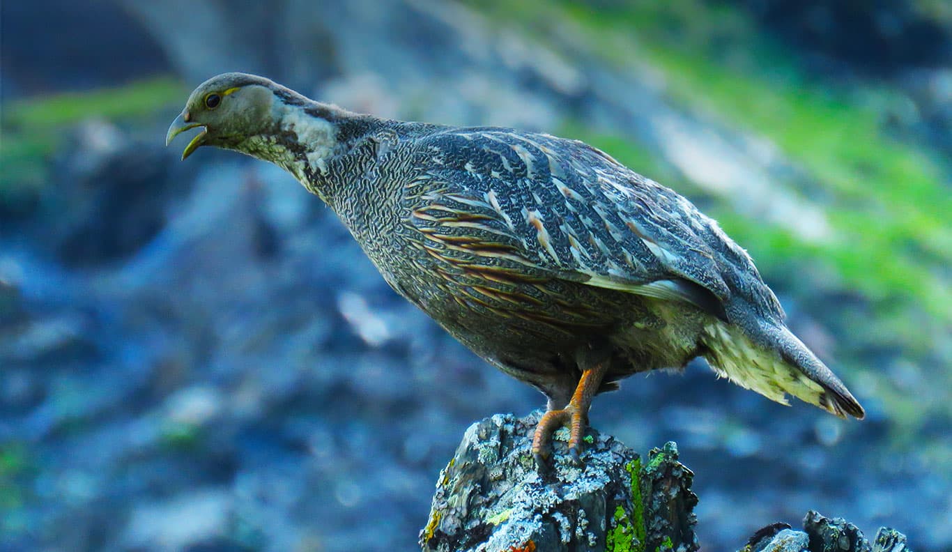 Bird Watching Tour in Armenia
