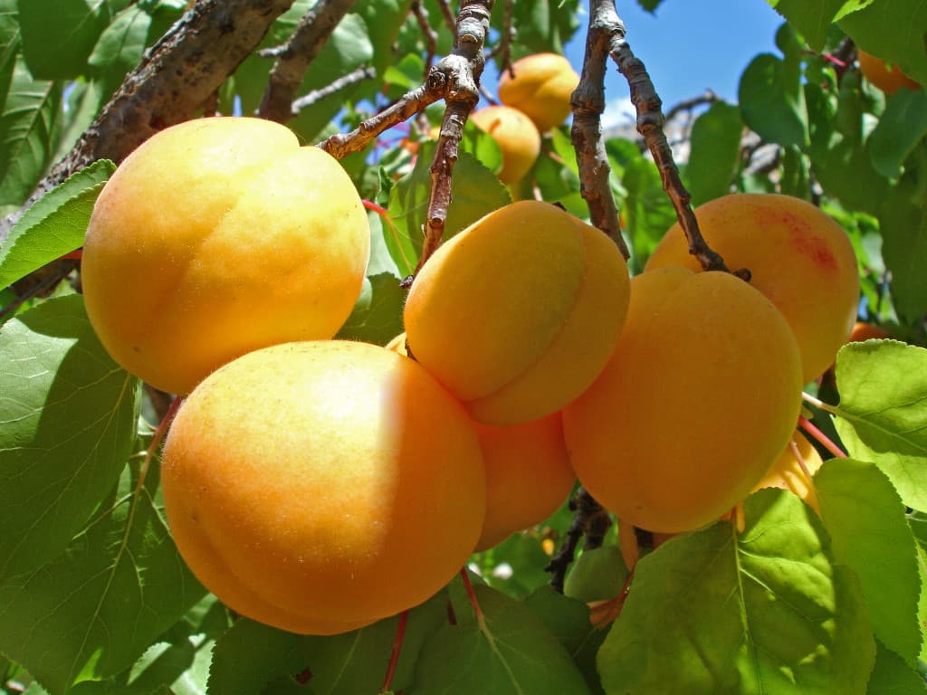 The Legend of Apricot